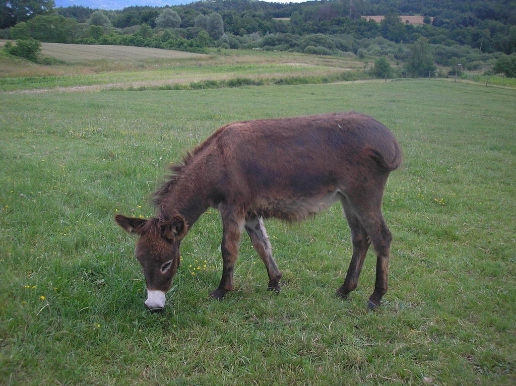 Agroturism Stara Stala Borut Exterior foto